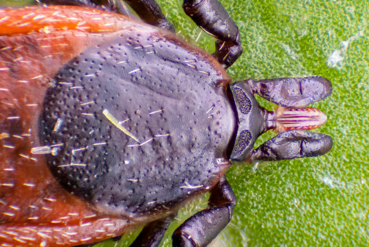Tick under the microscope (Ixodes rincinu, castor bean tick)