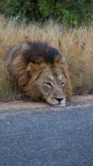 Sleepy male lion next to the road