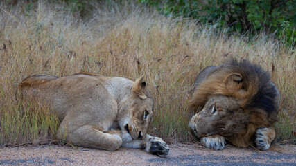 Sleepy pair of mating lions