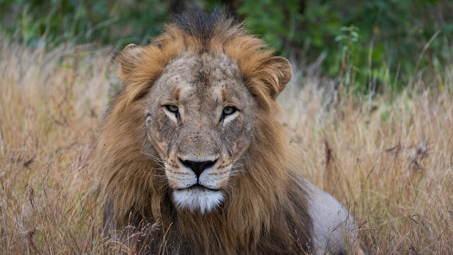 Portrait of a mature male lion