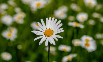 Margeriten (Leucanthemum x superbum)  weiß-gelben Blüten auf Feld und Wiese  Nahaufnahme 