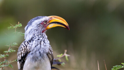 Fototapeta premium a Southern yellow billed hornbill 