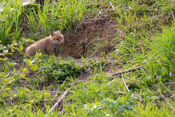 young fox (vulpes vulpes) of a few weeks old discovering the world and practicing his hunting skills to survive in the big world.