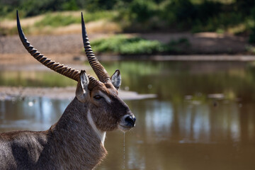 waterbuck bull at the waterhole