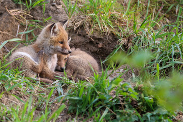 Naklejka na ściany i meble young fox (vulpes vulpes) of a few weeks old discovering the world and practicing his hunting skills to survive in the big world.