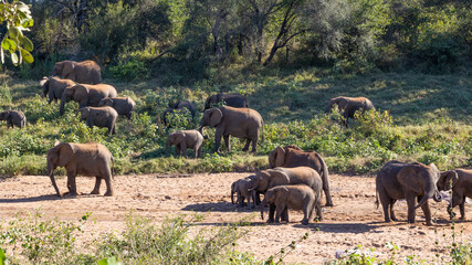 Naklejka na ściany i meble Breeding herd of African elephants 