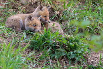 young fox (vulpes vulpes) of a few weeks old discovering the world and practicing his hunting skills to survive in the big world.