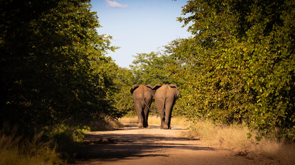 Two african elephant bulls walking away in the road