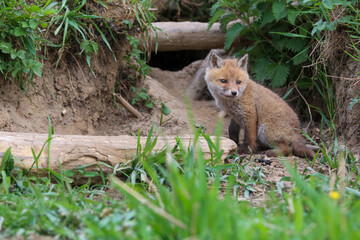young fox (vulpes vulpes) of a few weeks old discovering the world and practicing his hunting skills to survive in the big world.