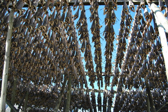 Dryfish in Lofoten, Norge