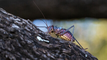 Armoured cricket in the wild