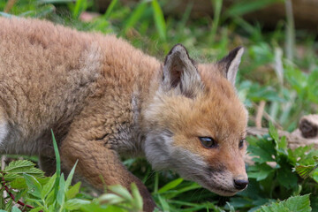 young fox (vulpes vulpes) of a few weeks old discovering the world and practicing his hunting skills to survive in the big world.