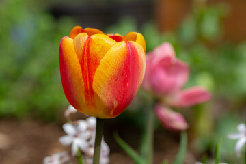 Tulpne