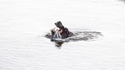 Hippo playing in the waterhole