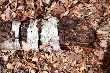 Alter, vermodernder Baumstamm auf dem Wadboden liegend, Weisse Birkenrinde, Baumstamm, Holztextur, Hintergrundbild