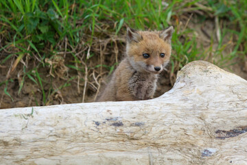 young fox (vulpes vulpes) of a few weeks old discovering the world and practicing his hunting skills to survive in the big world.