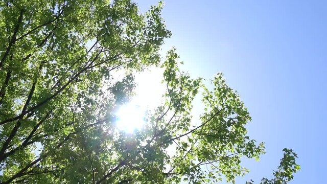 自然背景素材: 新緑から射し込む太陽の光と青空  揺れる樹木の葉とフレア 4K
