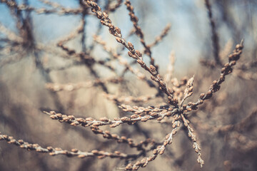 dry wildflowers in spring 
