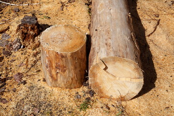 Abgesägter Baumstumpf , Wald, Waldboden, Sägespäne, Deutschland, Europa