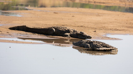 Nile crocodile in the wild