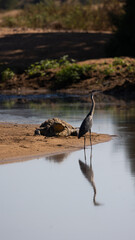 black headed heron and a nile crocodile