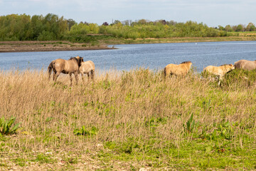 A herd of wild horses near the river Meuse in Maastricht. The adult horses are taking care of the offspring will moving around on the meadows on the search for food.