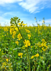 Obraz premium Rapsblüte auf einem Feld im Sommer