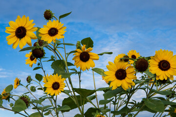 Fototapeta premium 夜明けのヒマワリ／Helianthus annus
