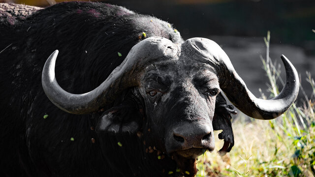 an african baffalo - black death
