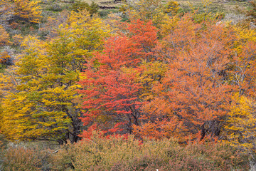 Forest with Lenga beech trees in autumn colors in Patagonia