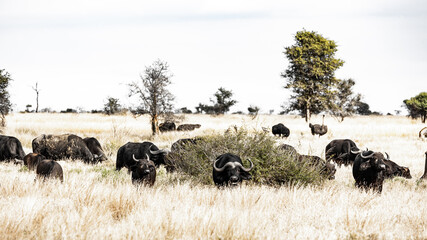 grazing herd of african buffalo