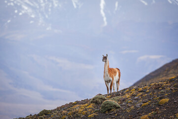 Alert Guanaco (Lama guanicoe) in the mountains of Torres del Paine national park, Chile