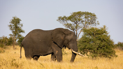 Fototapeta na wymiar African elephant bull in the wild