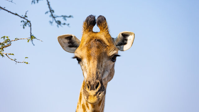 a giraffe face close up 