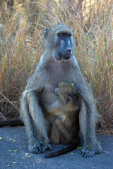 a baby chacma baboon sucking