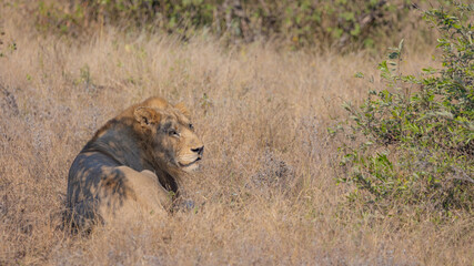 Male lion in the wild