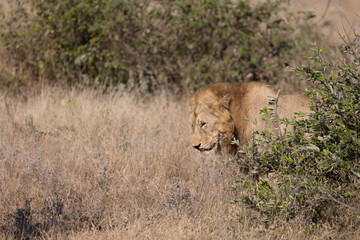 Male lion in the wild