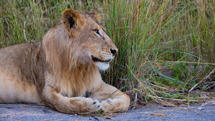 young male lion in the road