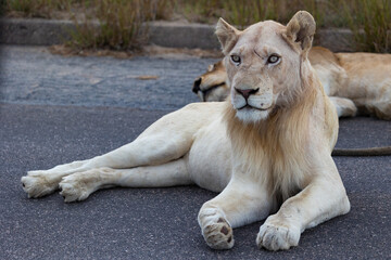 Fototapeta na wymiar Portrait of a white lion in the wild