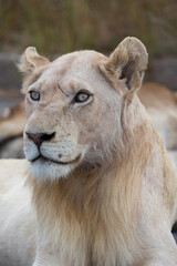 Portrait of a white lion in the wild