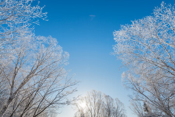 Snow and rime in winter in Changbai Mountain, Jilin Province, China