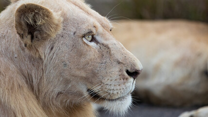 Portrait of a white lion in the wild