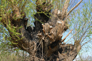 old willow , tree growing in the field