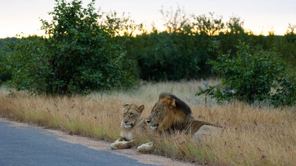 mating pair of lions next to the road