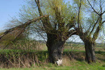 old willow , tree growing in the field
