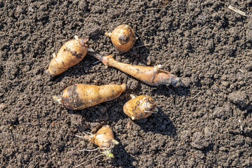 The freshly dug roots of jerusalem artichoke lie on the excavated ground.Artichoke tubers overwintered underground, dug up in early spring and used for food as a vitamin and medicinal vegetable plant.