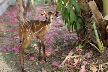antelope in african forest