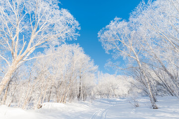 Snow and rime in winter in Changbai Mountain, Jilin Province, China