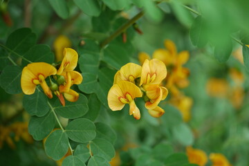 Blüten und Blätter des gelben Blasenstrauches