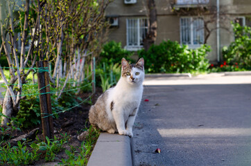 Naklejka na ściany i meble Street spotted cat walks. Yard stray cat. Abandoned pet.